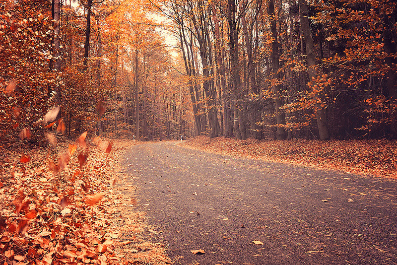 definitelydope:  When the last leaf falls (by Martin Kühn)