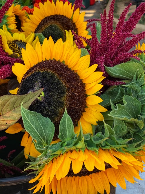 Sunflowers, Fairfax City Farmers Market, 2020.