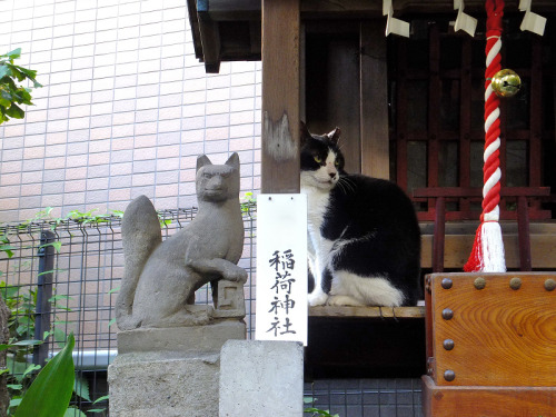 pedalfar:  毎日が猫曜日。猫写は私のビタミン剤 猫神様はお狐様 
