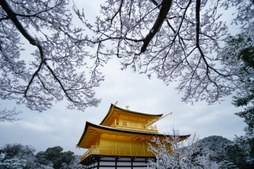 nihongo: chitaka45: 京都 金閣寺 ❄️雪景色❄️2018年1月14日 kyoto kinkakuji temple 14.1.2018 まるで絵葉書のような、美しい雪の金閣寺。寒