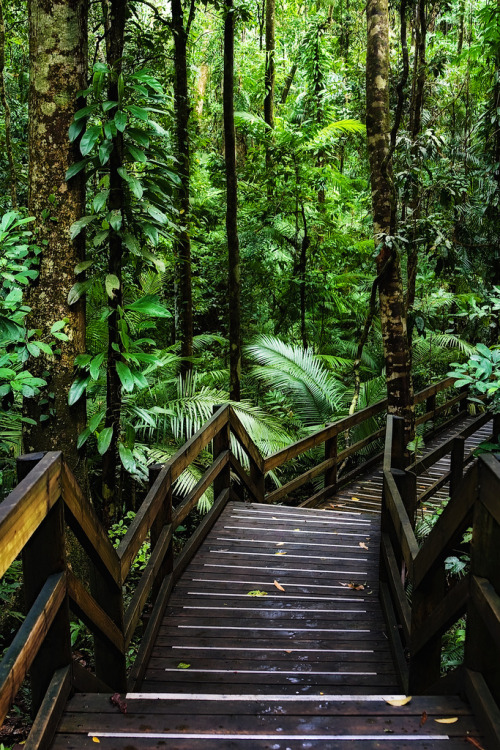 Wooden trail in Daintree Rainforest, one of the oldest surviving forests in the world, Australia (by