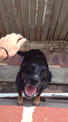 awwww-cute:  She got put outside, but came to the window for more pats (Source: http://ift.tt/1EYKXdM)