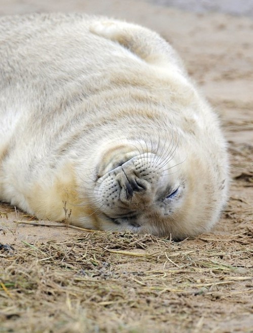 funkysafari:Grey seal pupby RayMorris1