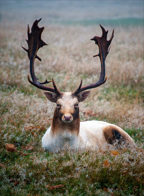 rainyseptember:Deer | via Tumblr em We Heart It.