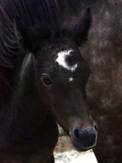 awfuckyeah-horses:  Holy gorgeous markings  Cresent moon just great