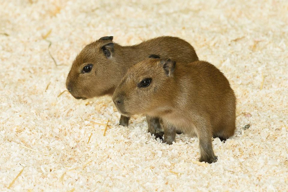 airyairyquitecontrary:  mizufae:  zooborns:  Schönbrunn Zoo Welcomes Capybara Pups