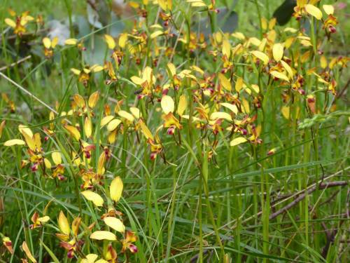 Diuris orientis, in situ, Wallan, Victoria, Australia.Orchidaceae: Diurideae.By Bruce Schroder‎. [x]