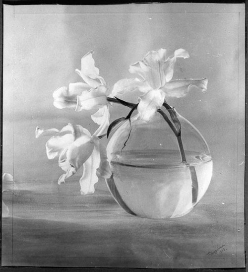 tytusjaneta: Fortunata Obrąpalska Storczyk-Orchidee, 1942