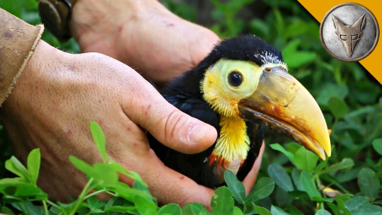 byesexualroymustangs:  byesexualroymustangs: baby toucans are so unspeakably cute look 