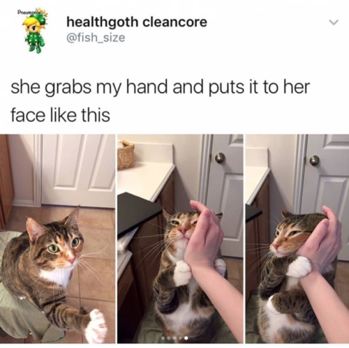 Porn babyanimalgifs: Cat tweets photos