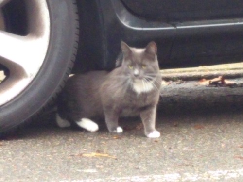 Two Cats