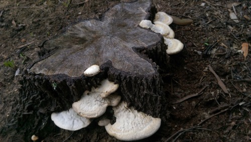 Possibly Trametes hirsuta, though the lack of hair-like structures towards the base also suggests th