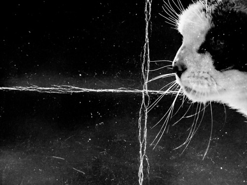 jogoraz:  low flight of a cat waiting for the    nothingness    