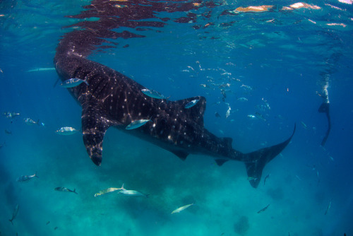 Look at the small human next to the whale shark by PacificKlaus on Flickr.