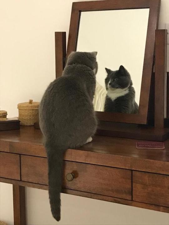 catsuggest:  When will my reflection show who I am on the inside….. 
