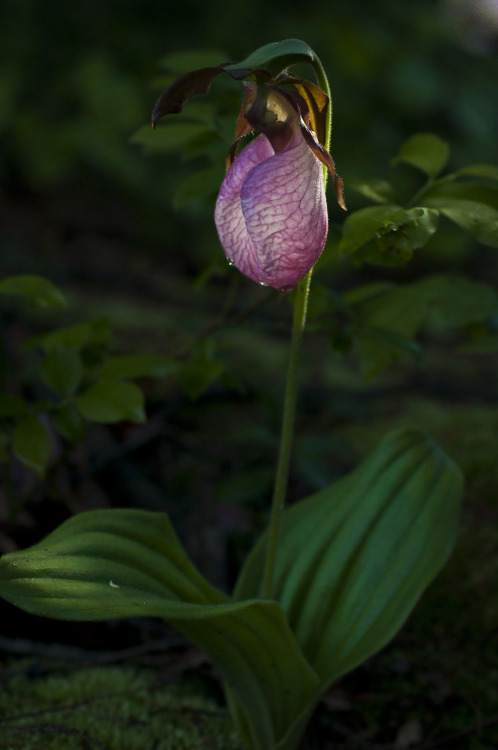 ray-sussmann: Glowing lungs of nature.  Pink Lady Slipper. ©Raymond P Sussmann
