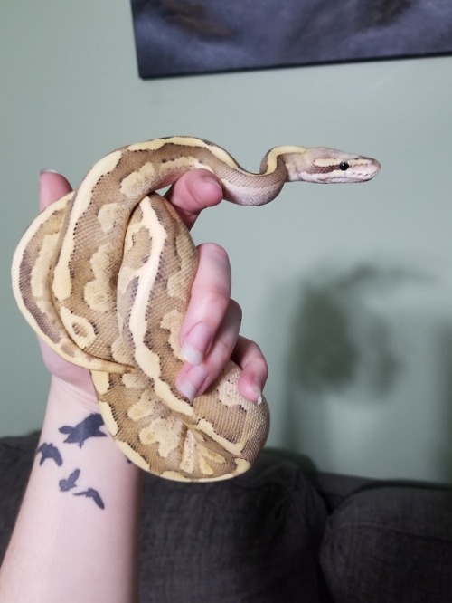 daedricsnakes: Dibella has joined the pantheon!  I can’t wait until it warms up enough to take some natural light photos because her colors are gorgeous and my indoor lighting just washes her out. Maybe next weekend, after she’s settled in.  I love