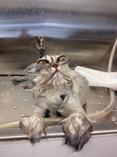 feliciasbitch:  beben-eleben:  Pets who love or hate their bath time  THIS IS MY FAVORITE POST. THERE ARE MANY LIKE IT BUT THIS IS MY FAVORITE. 