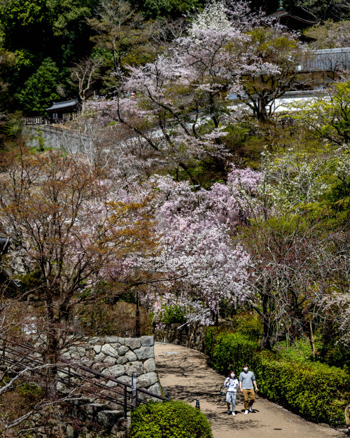 春彩の寺