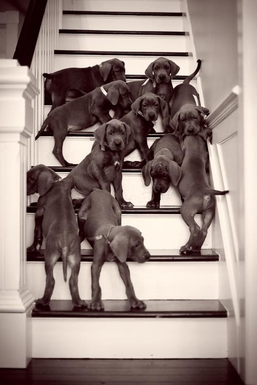 karlamcleod: Great Dane Puppies 