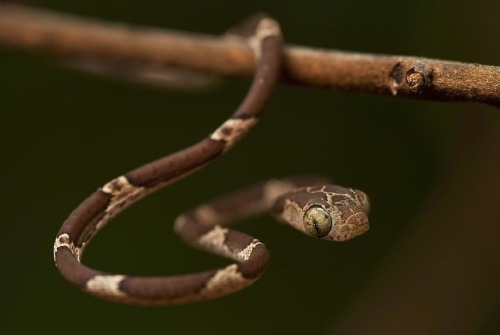 gallusrostromegalus:end0skeletal:The fiddle-string snake (Imantodes cenchoa), also known as the 