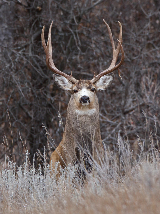 throughwinterfields:  K Anderson  
