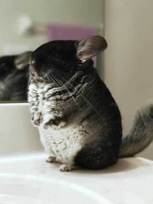 awwww-cute:I don’t see many chinchillas on here, so here’s my girl Coco! (Source: http://ift.tt/2iPK