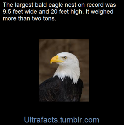 ultrafacts:    The largest bird’s nest