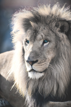 motivationsforlife:  Lion Portrait by Eric Kilby // Edited by MFL 