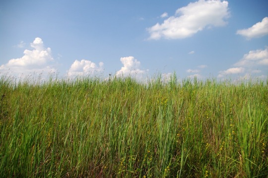 llovinghome:blue and green