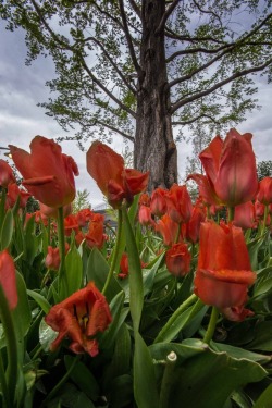 simplymyview:Red Tulips