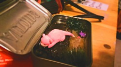 pokemonfancy:I made a tiny slowpoke terrarium in an altoids tin.