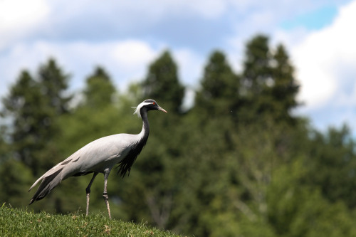 Demoiselle Crane (Anthropoides virgo) &gt;&gt;by Jessica Boulianne (1|2)