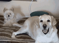 tastefullyoffensive:  Video: Big Dog Unintentionally Tail-Slaps Little Dog in the Face  😂😂😂
