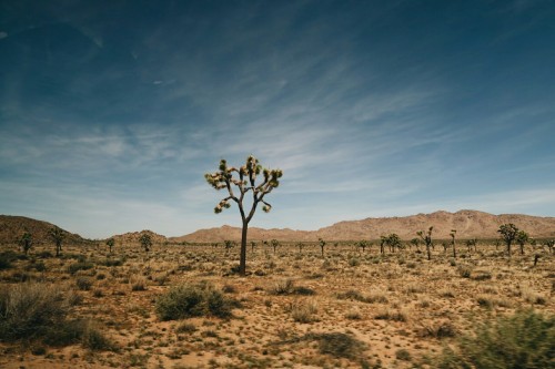 Pretty cool weekend at Joshua Tree National Park