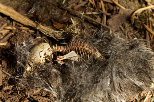 Peromyscus - Unknown species of mouse, skeleton most likely exposed through pelt by scavenging 