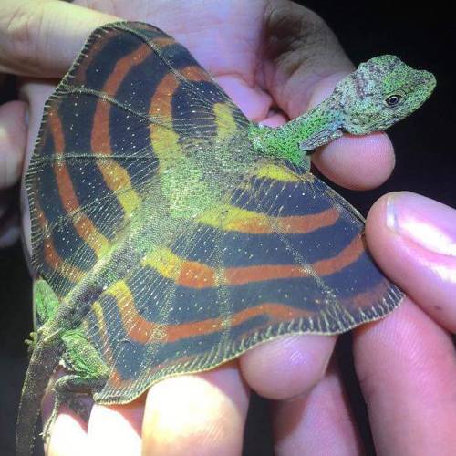 austinboychuk: sixpenceeeblog: This is a flying lizard. That’s a dragon and I love him