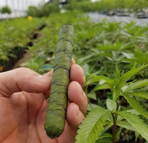 weedstreetwear:Cannagars - wrapped in cannabis leaves and cured. A real treat.