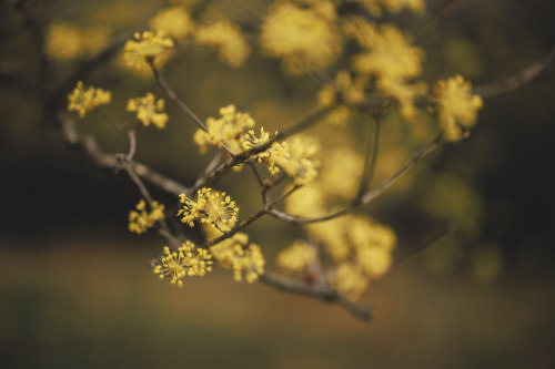 2022-03-20Spring, Cornus officinalisCanon EOS R3 + RF50mm f1.2LInstagram  |  hwantastic79vivid