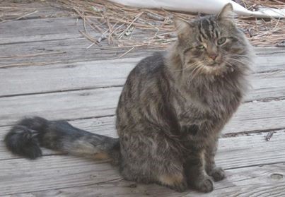 Warriors Characters IRL — Troutclaw – long-haired grey tabby tom (Riverclan)
