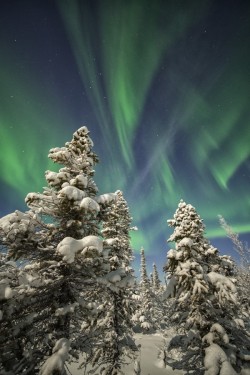 accio-forest:Under the moon light by Robert Postma