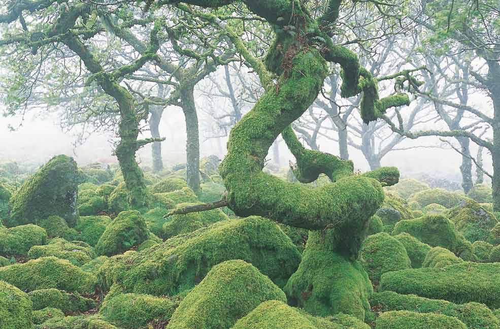oakapples:  Wistman’s Wood, Dartmoor. I have vague recollections of visiting this