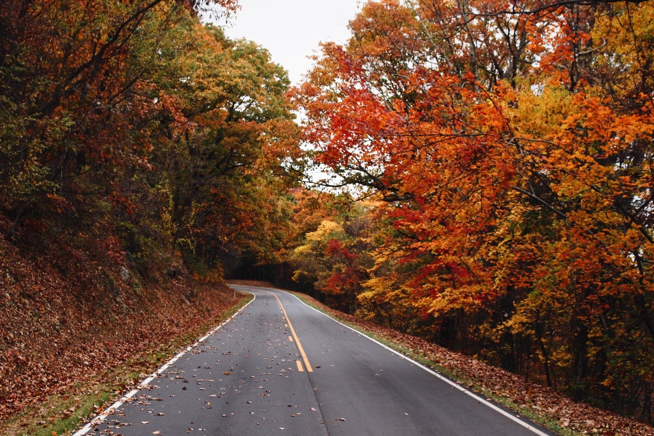 his-desert-rose:  // roads of autumn glory 