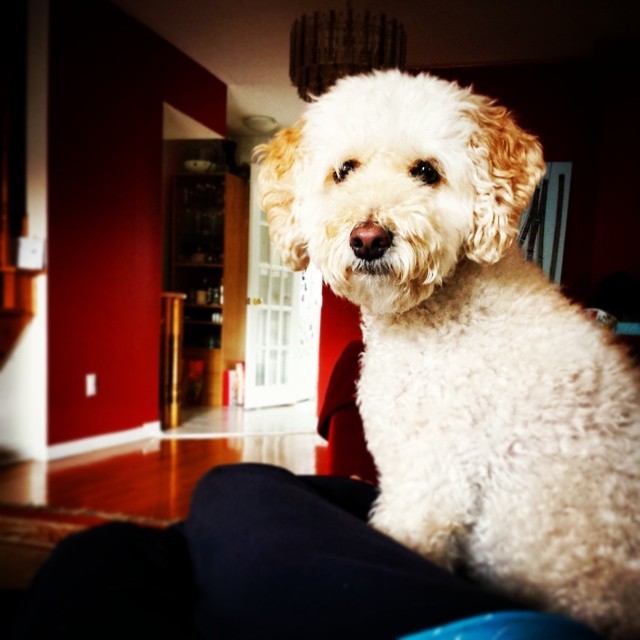 Hard to take a pre-dinner nap after ling work day with this fuzzy face staring at me.
#napping #dogs #pet