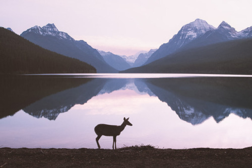 drxgonfly:Deer at Sunrise, Montana & Early Morning at Bowman Lake (by Forrest Mankins)