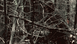 reedusnorman:  Preview of Daryl Dixon in The Walking Dead 6.06 