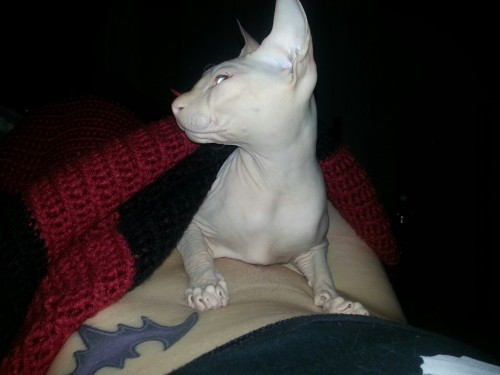 daedrafetish:  Oh im just gonn lay here…