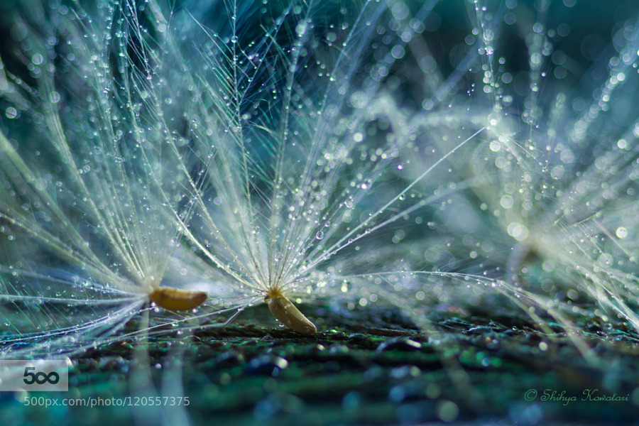 morethanphotography:  Love letters from the rainⅡ by ShihyaKowatari
