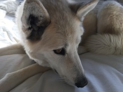 figdot:  beautiful wolfie dog 
