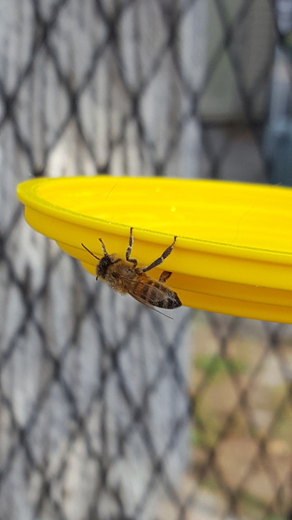 I forgot to post these from last Monday; I saved a bee at work and gave him sugar water. It&rsquo;s 